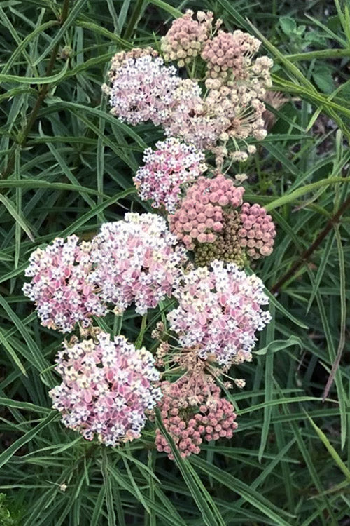 NARROWLEAF MILKWEED 1gal