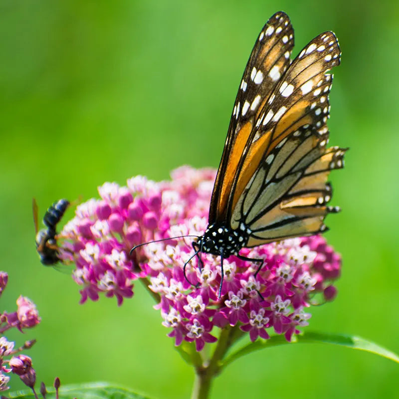 CINDERELLA MILKWEED 1gal
