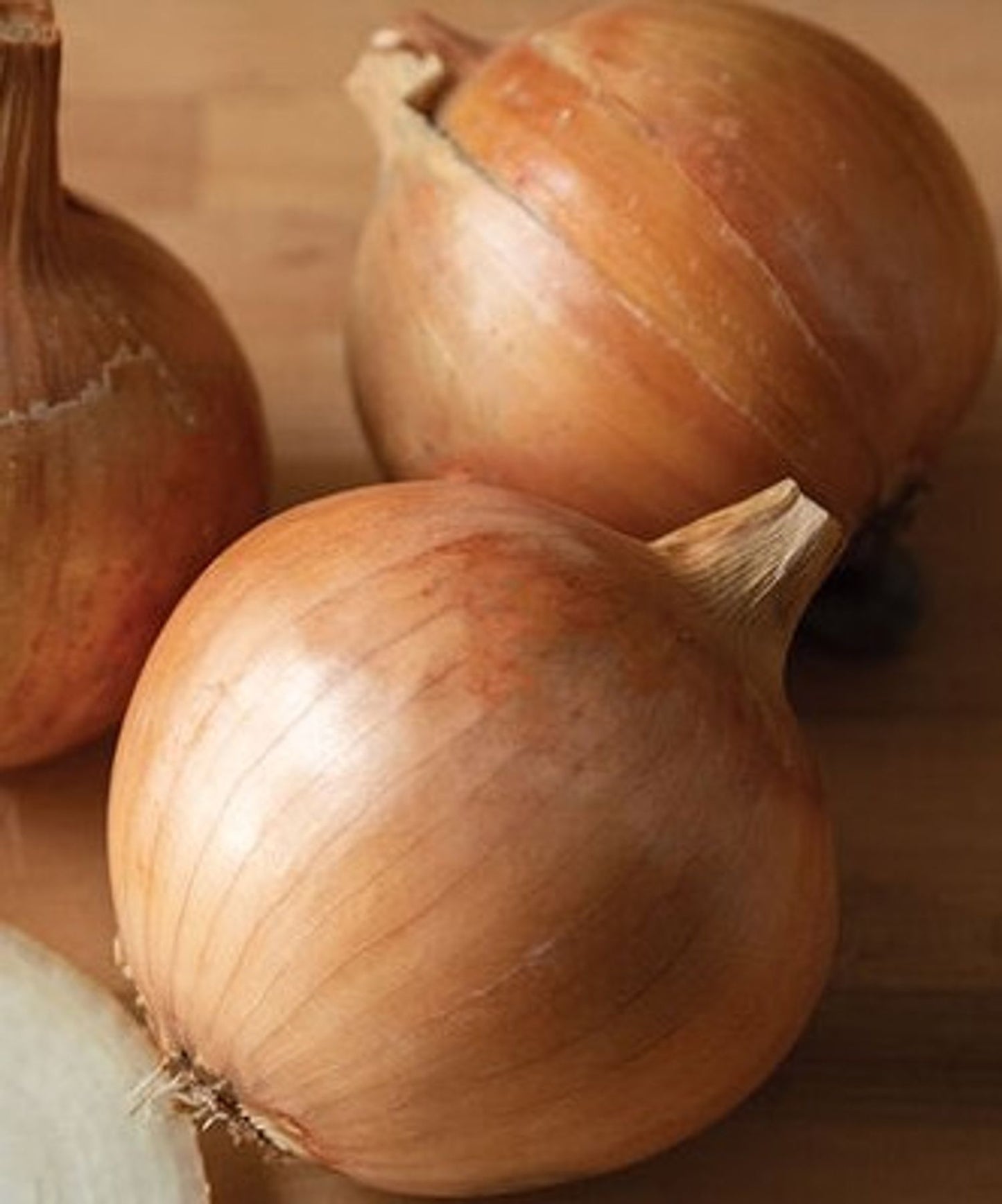 ONION 6 PACK