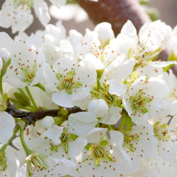 ELEPHANT HEART PLUM TREE 7gal