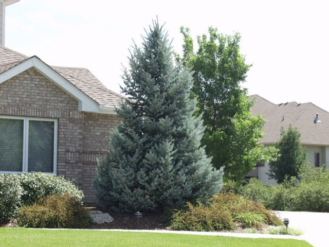 BACHERI SPRUCE TREE 5gal