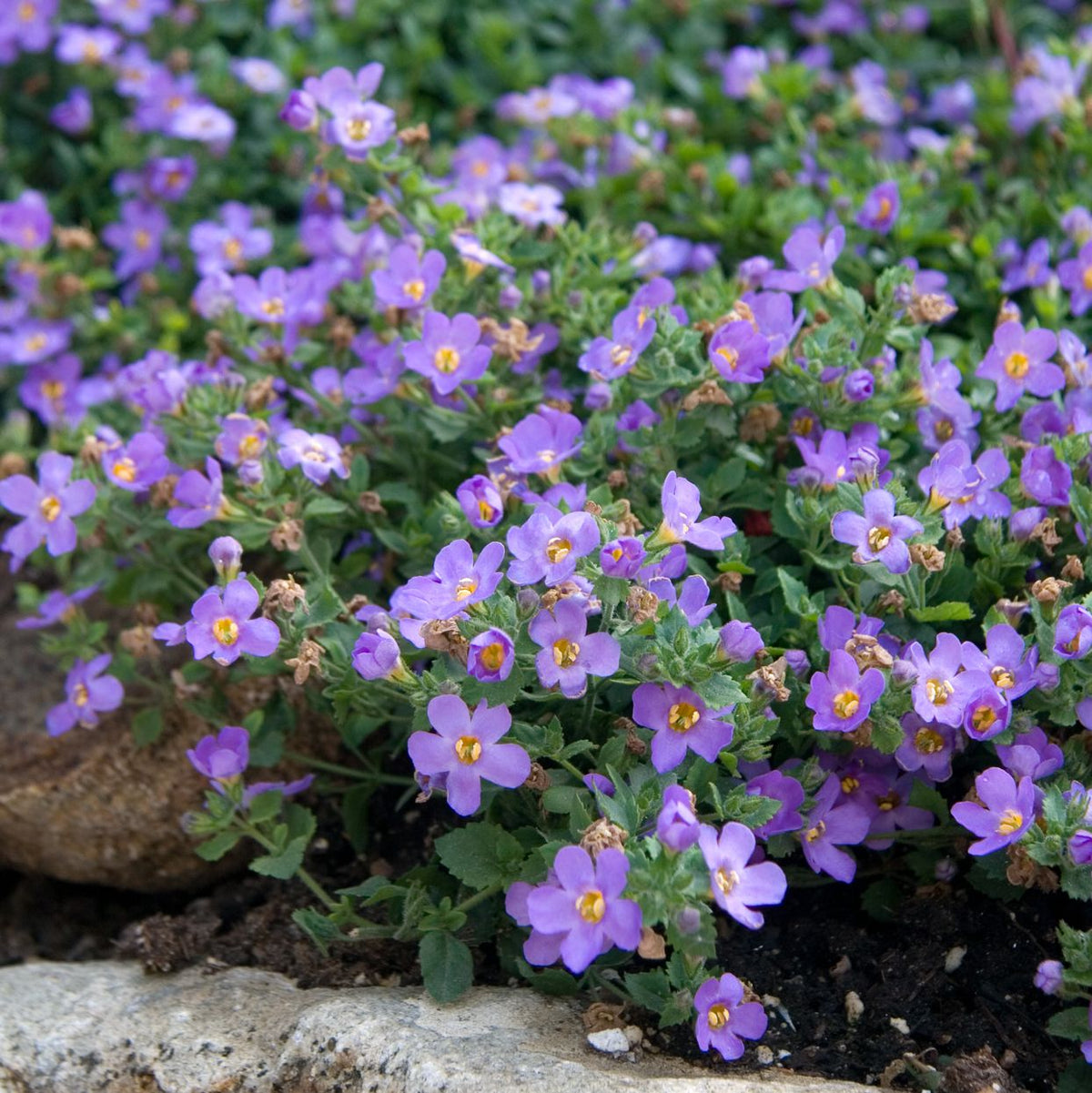 ASSORTED BACOPA 4in