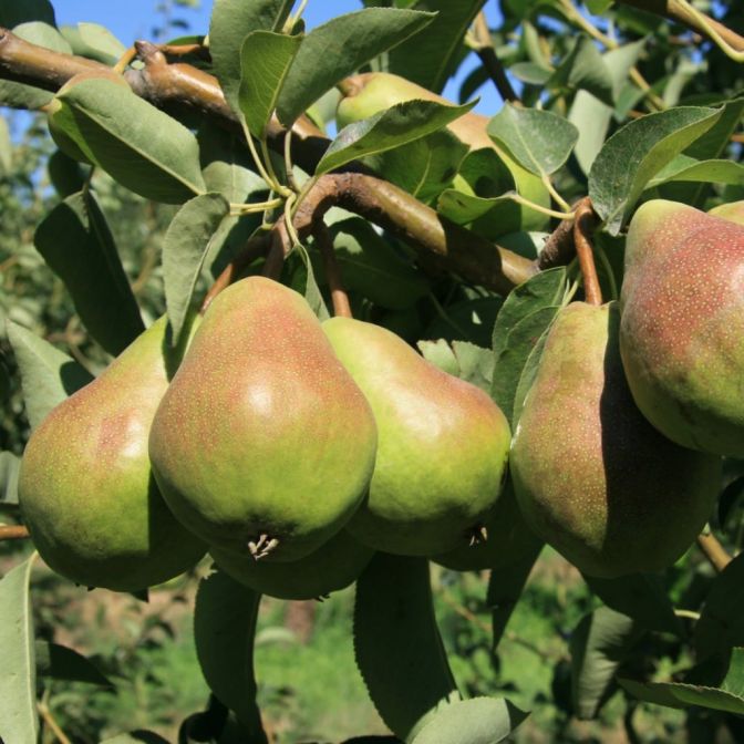 BARTLETT PEAR TREE SEMI DWARF 5gal