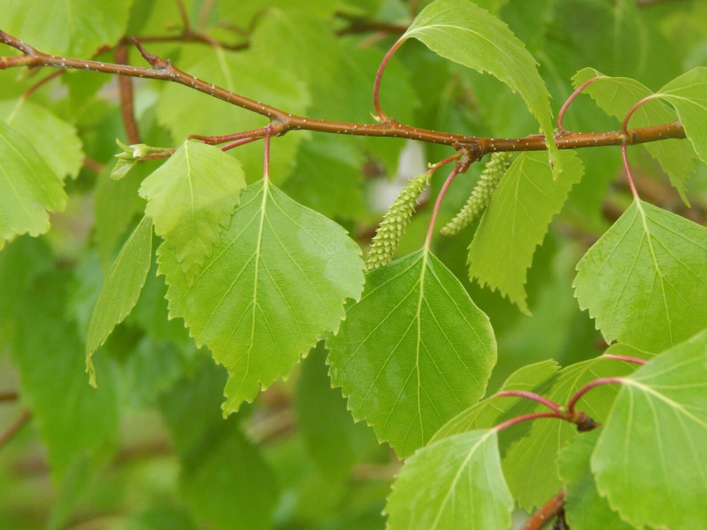 WHITESPIRE BIRCH T10gal
