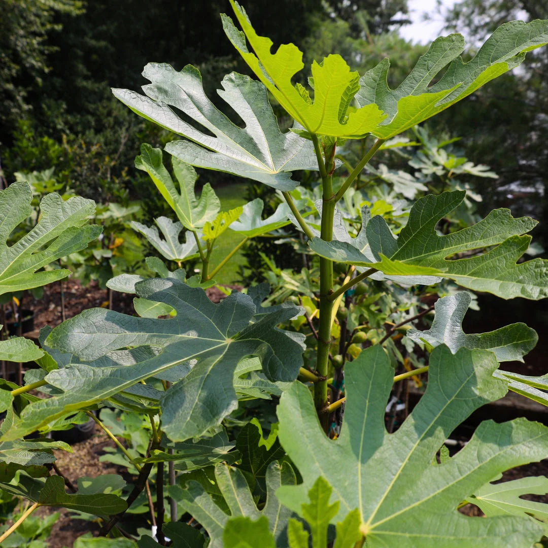BLACK MISSION FIG 5gal