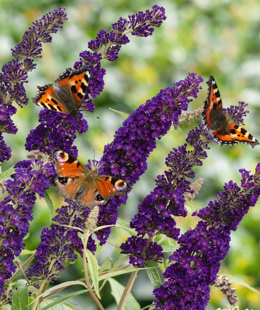 BUZZ MIDNIGHT BUTTERFLY BUSH 3gal
