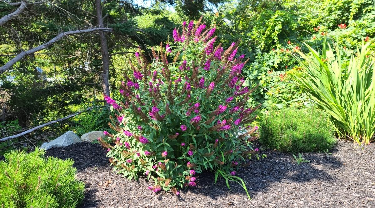 MISS MOLLY BUTTERFLY BUSH 3 gal