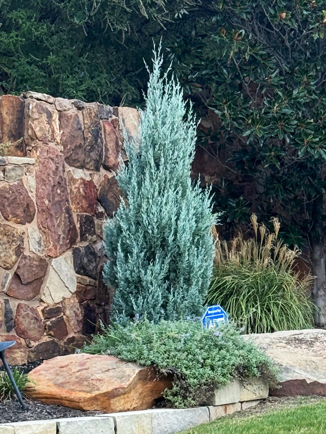 BLUE ARROW JUNIPER TREE 5gal