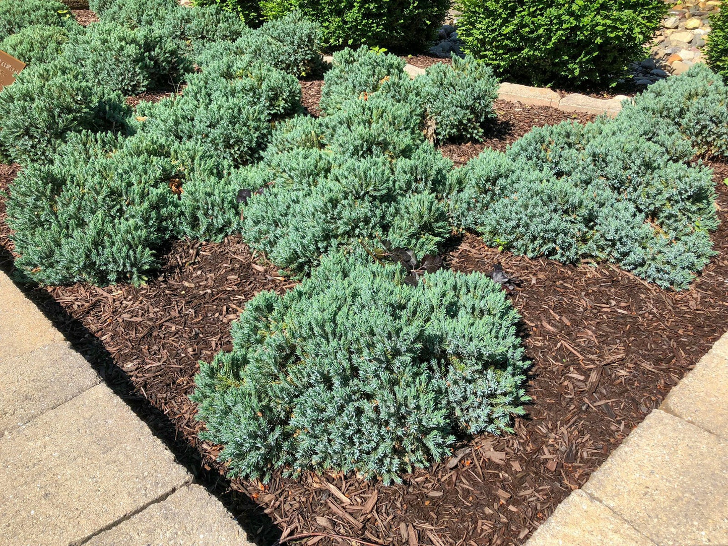 BLUE STAR JUNIPER 2gal
