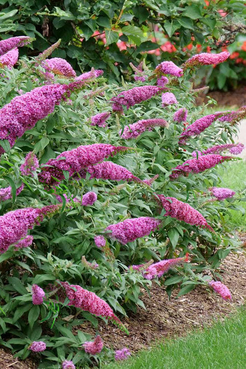 PUGSTER PINKER BUTTERFLY BUSH 3gal