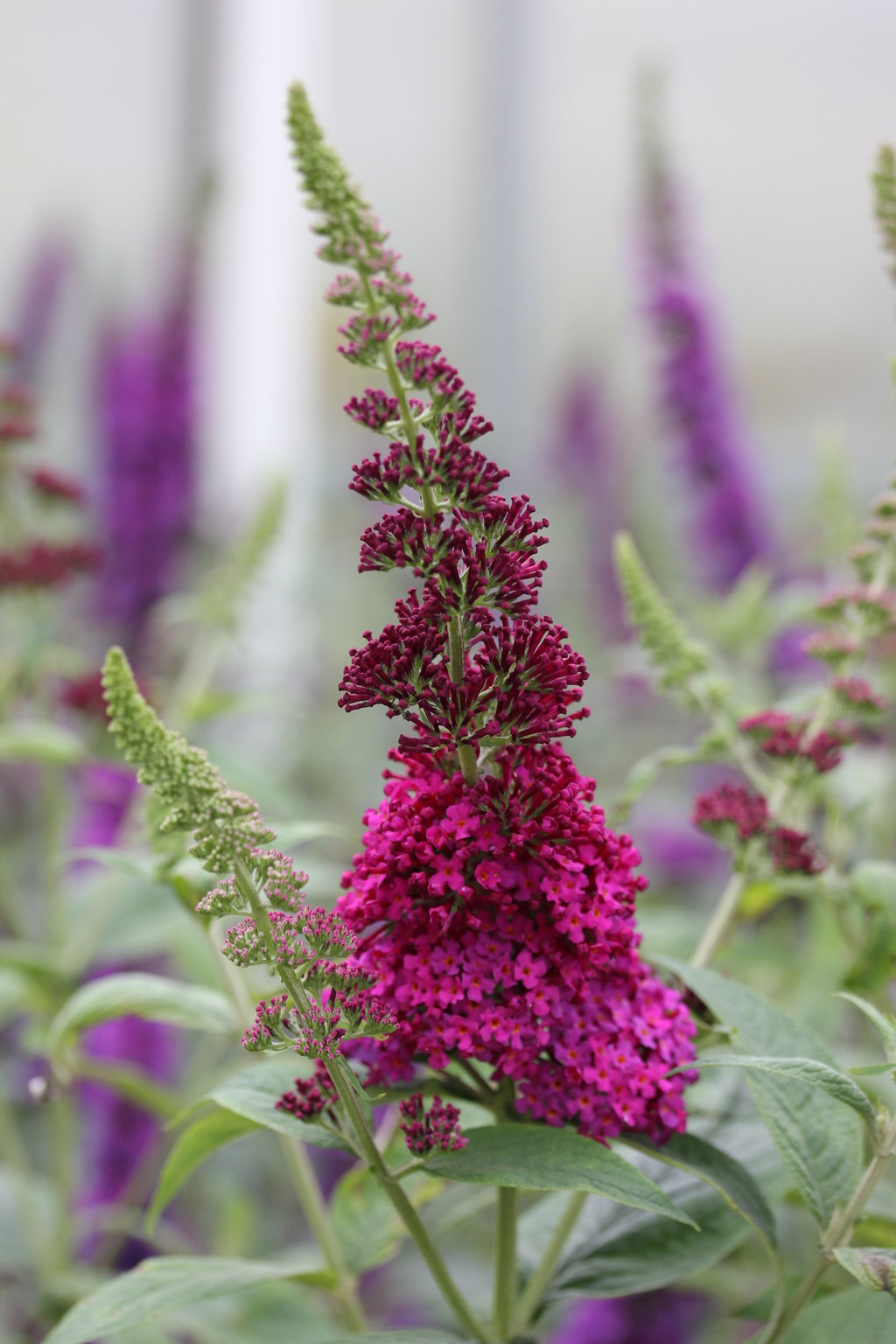 MISS MOLLY BUTTERFLY BUSH 3 gal