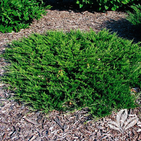 BUFFALO JUNIPER 2gal