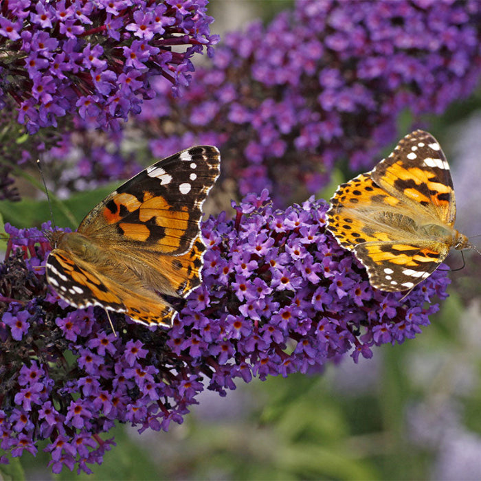 BUZZ MIDNIGHT BUTTERFLY BUSH 3gal