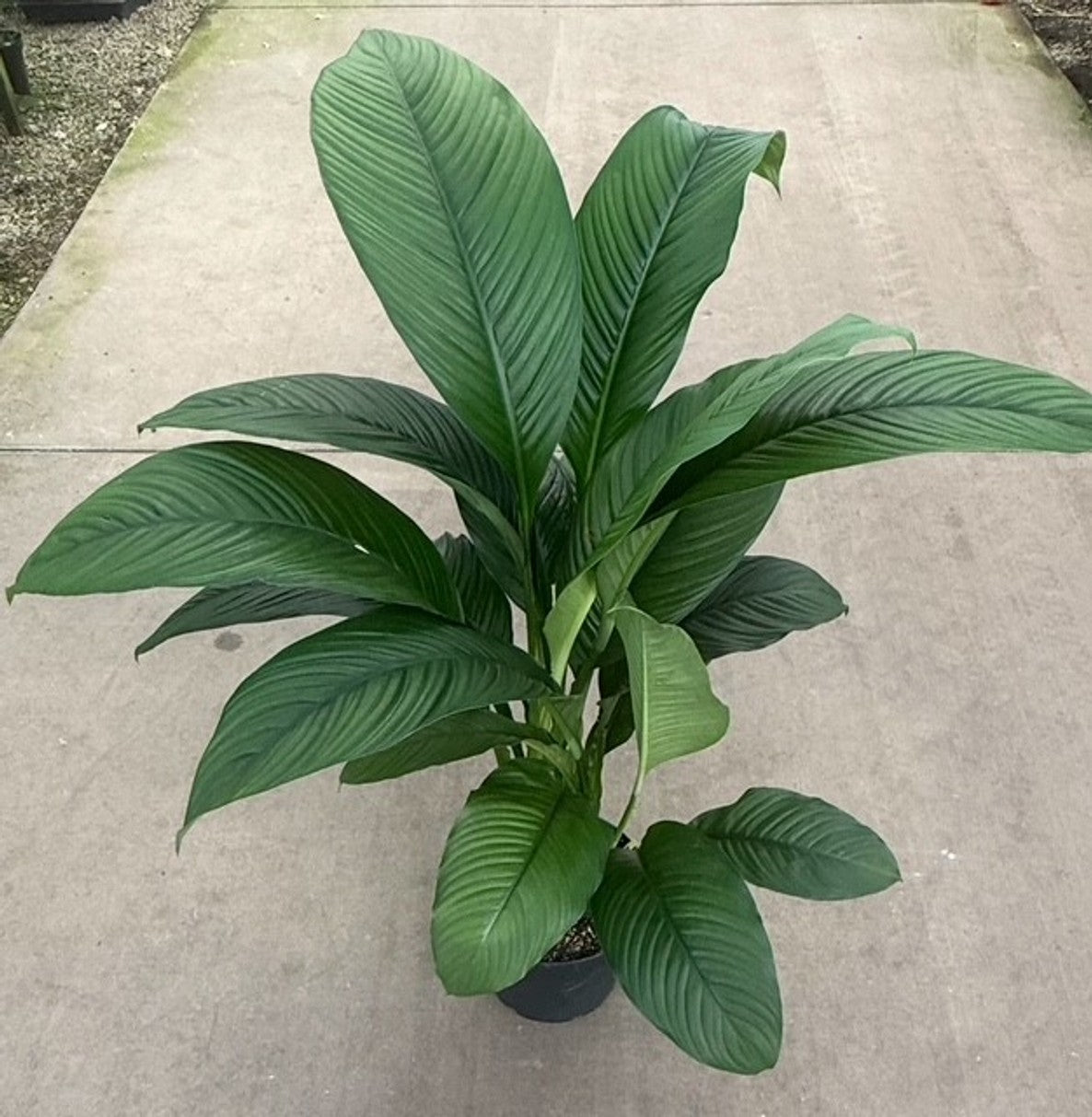 SWEET SENSATION PEACE LILY 10in