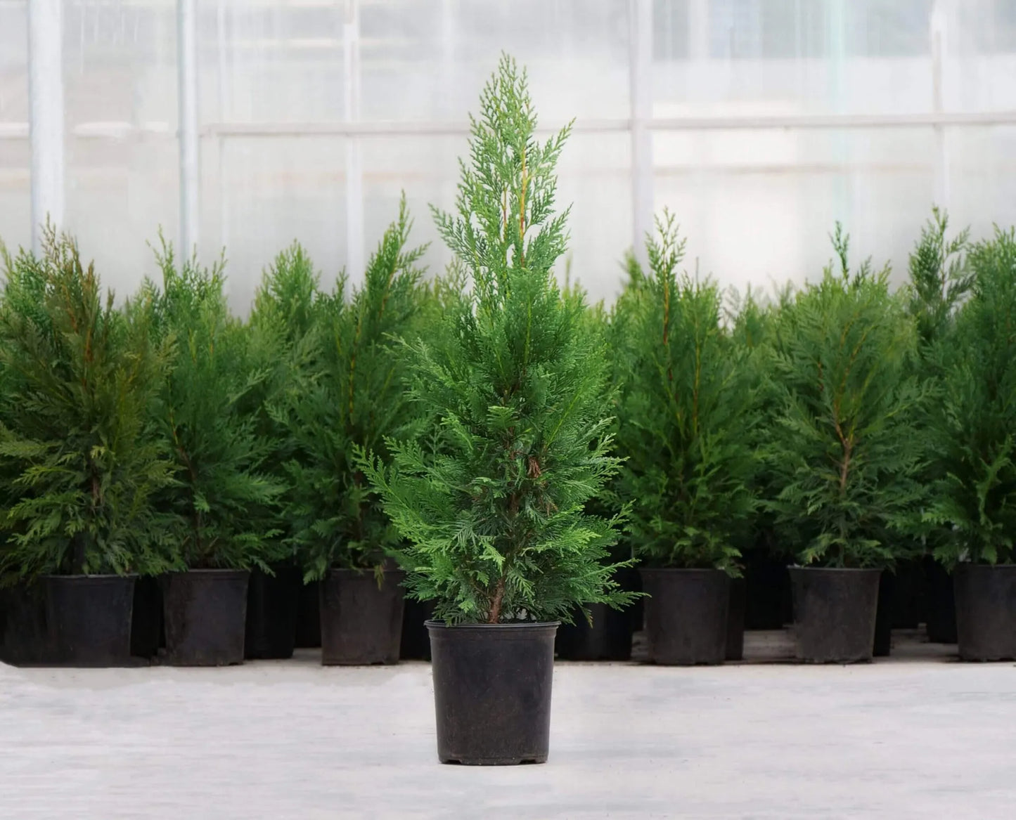 EMERALD GREEN ARBORVITAE 5gal.