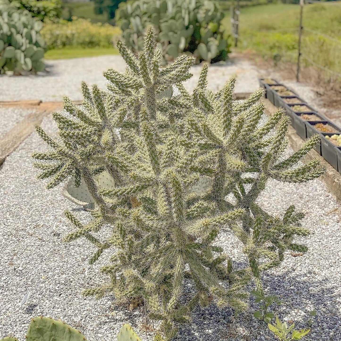 CANE CHOLLA 5 GAL