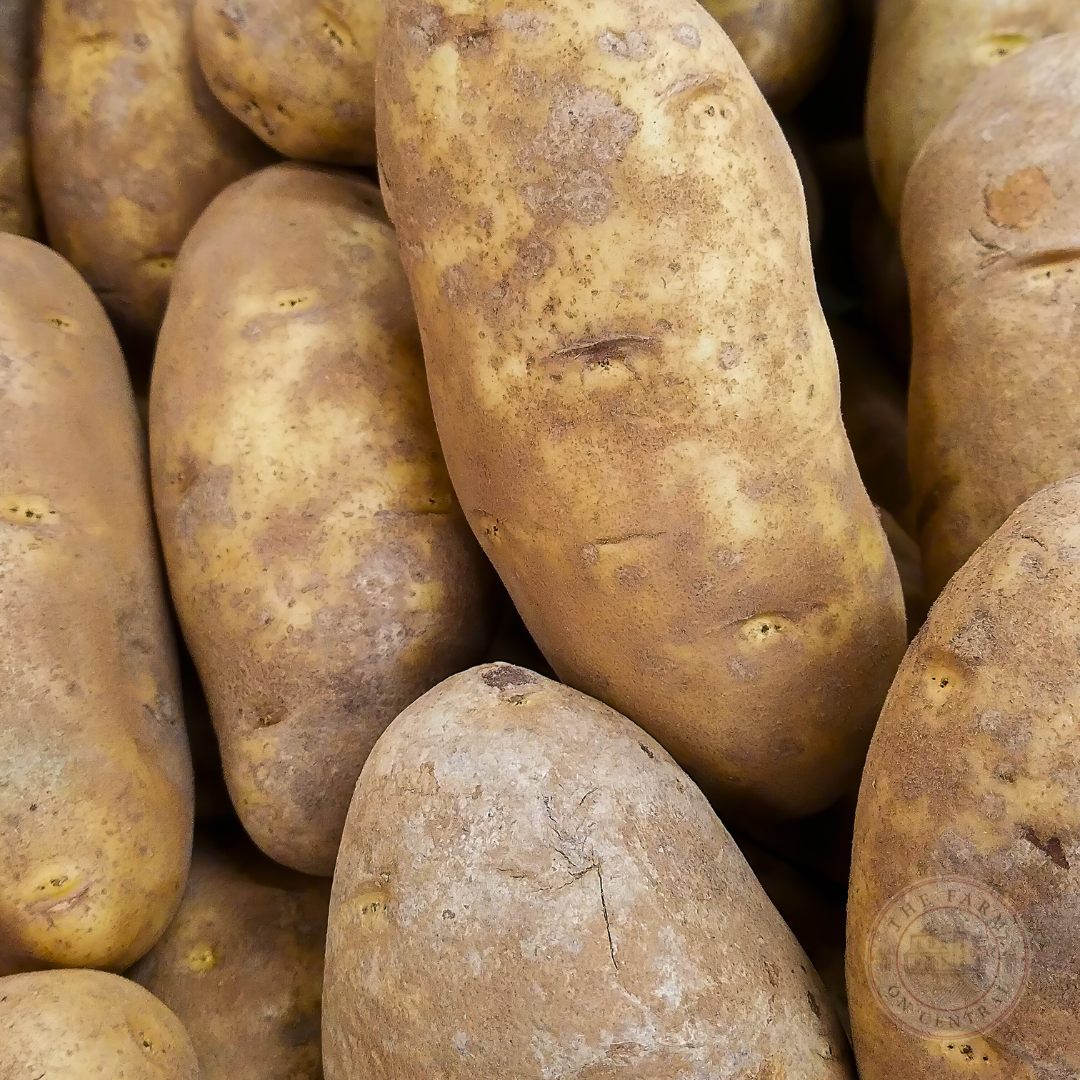 Caribou Russet Seed Potato