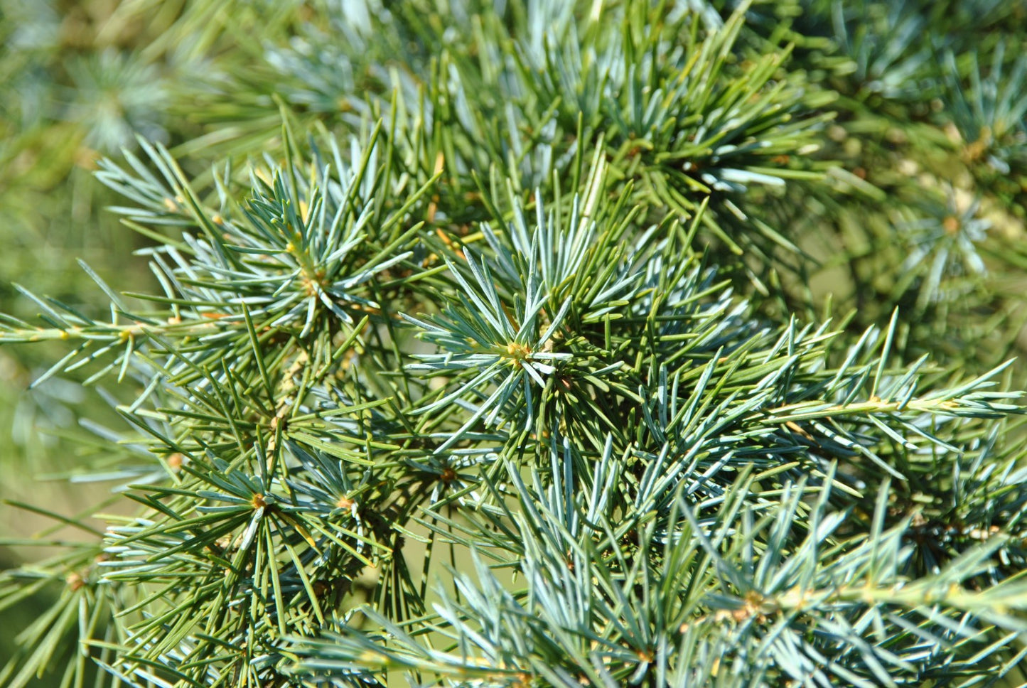 KARL FUCHS DEODAR CEDAR 6-7ft