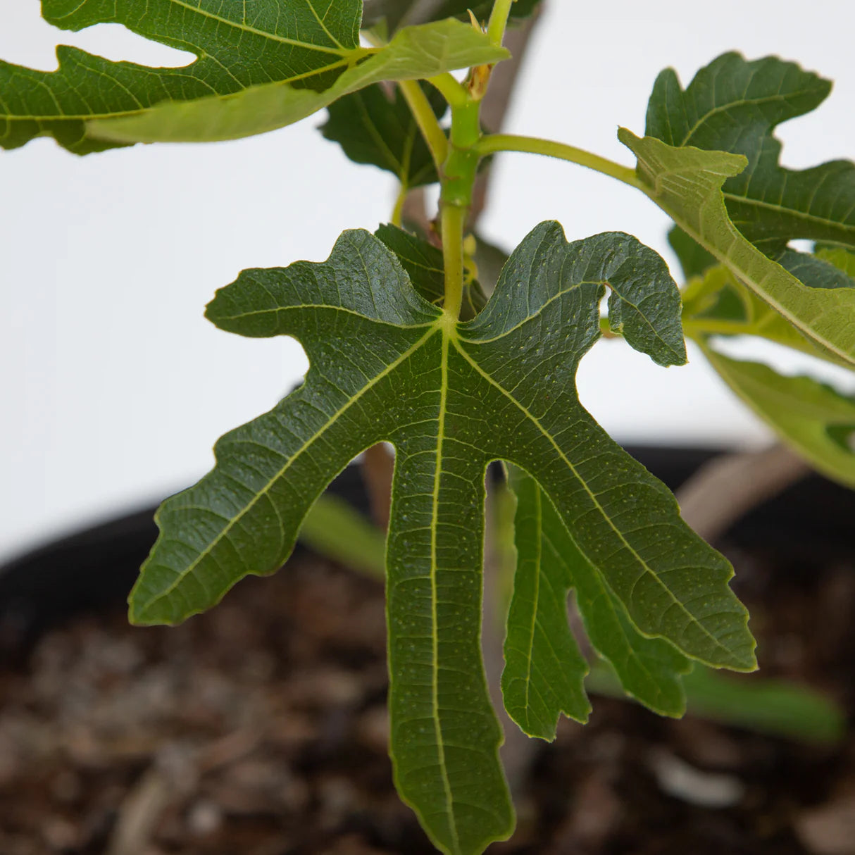 CELESTE FIG 5gal