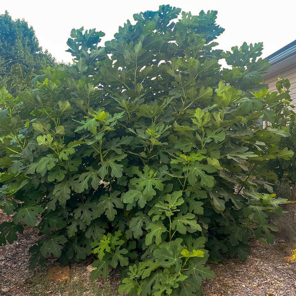 CELESTE FIG 5gal