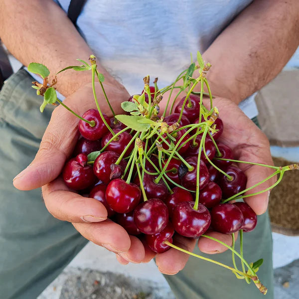 STELLA CHERRY TREE 7gal