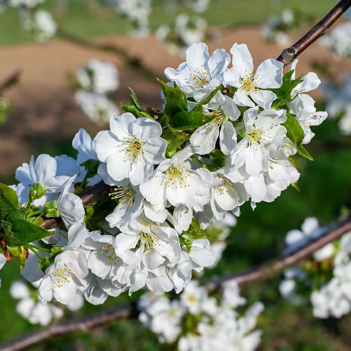 STELLA CHERRY TREE 7gal