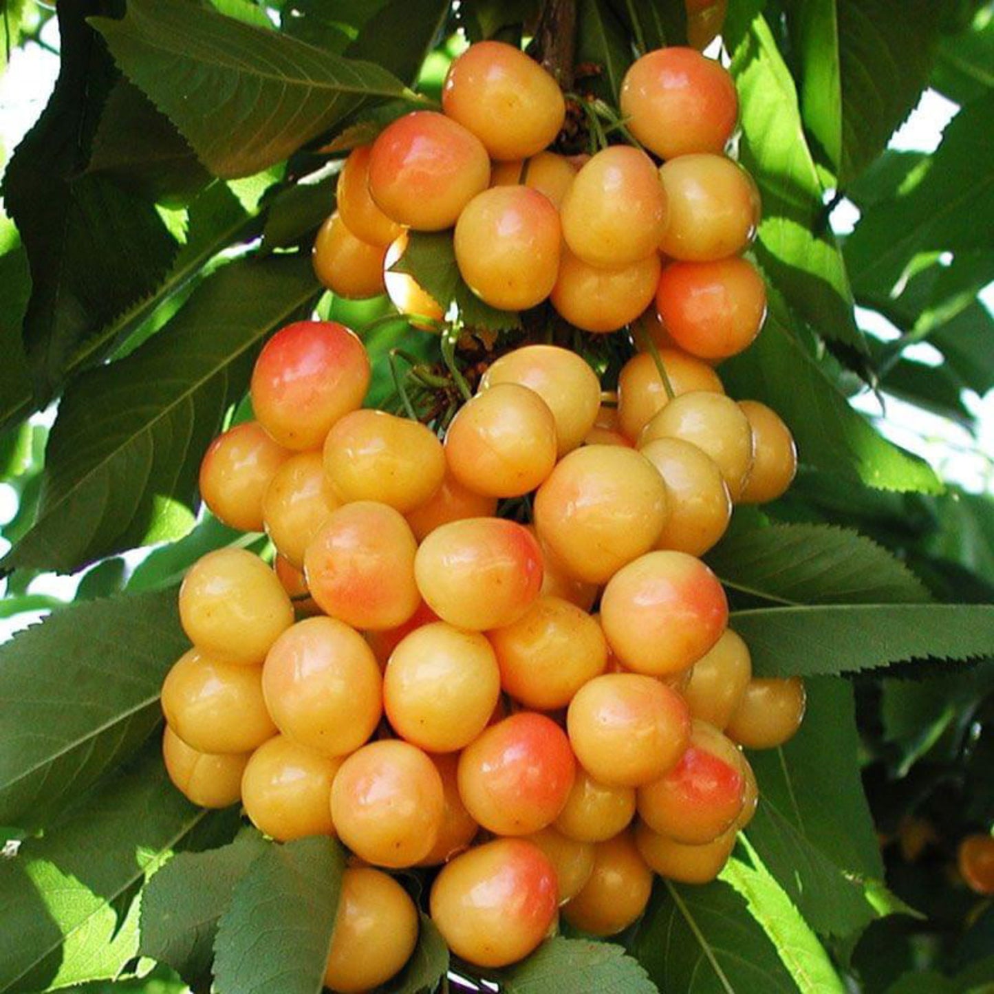 RAINIER CHERRY TREE 5gal