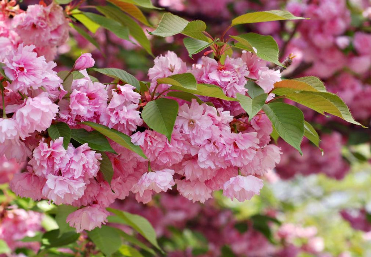 KWANZAN FLOWERING CHERRY TREE 5gal
