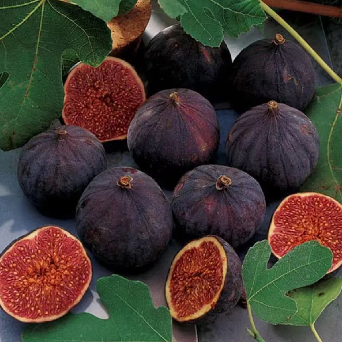CHICAGO HARDY FIG 5gal