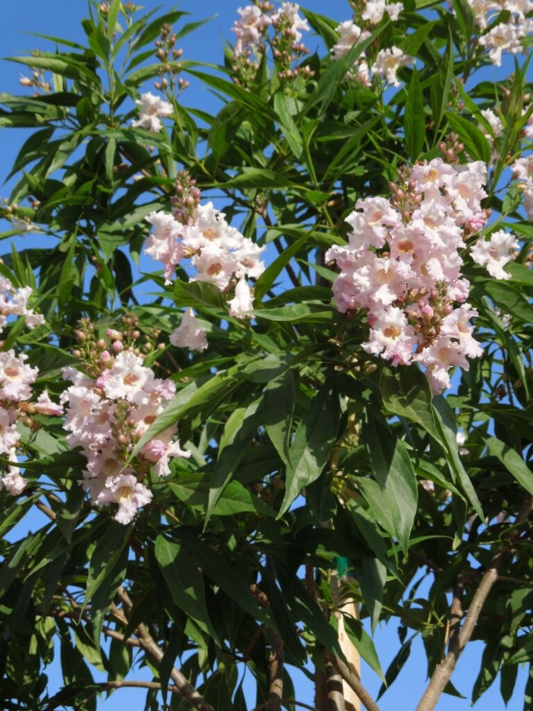PINK DAWN CHILTAPLA TREE 5gal