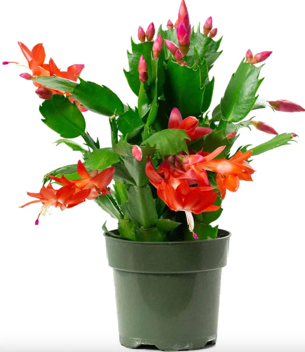 ZYGO CACTUS 4in