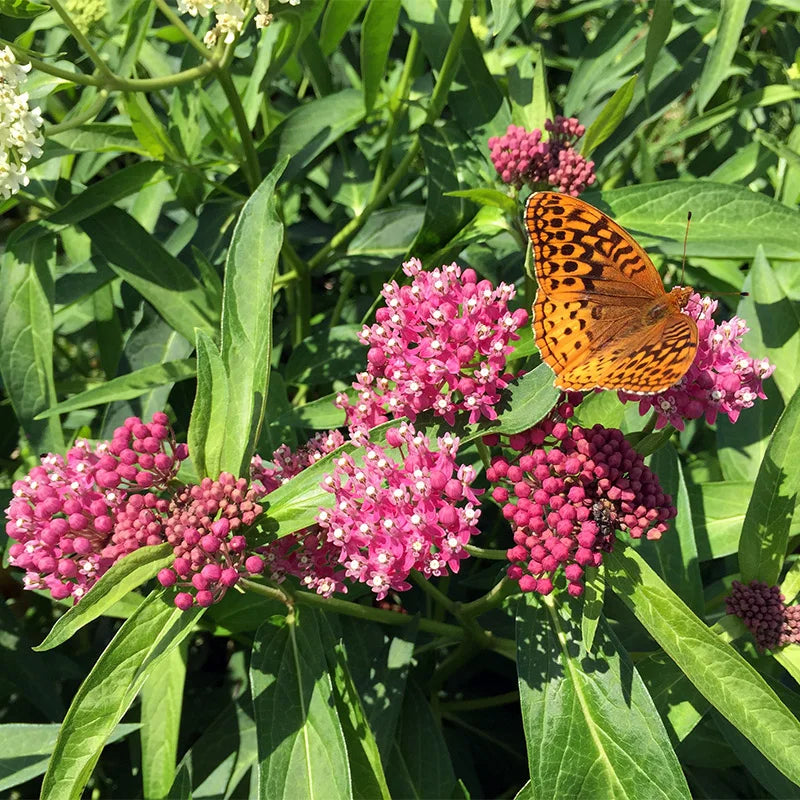 CINDERELLA MILKWEED 1gal