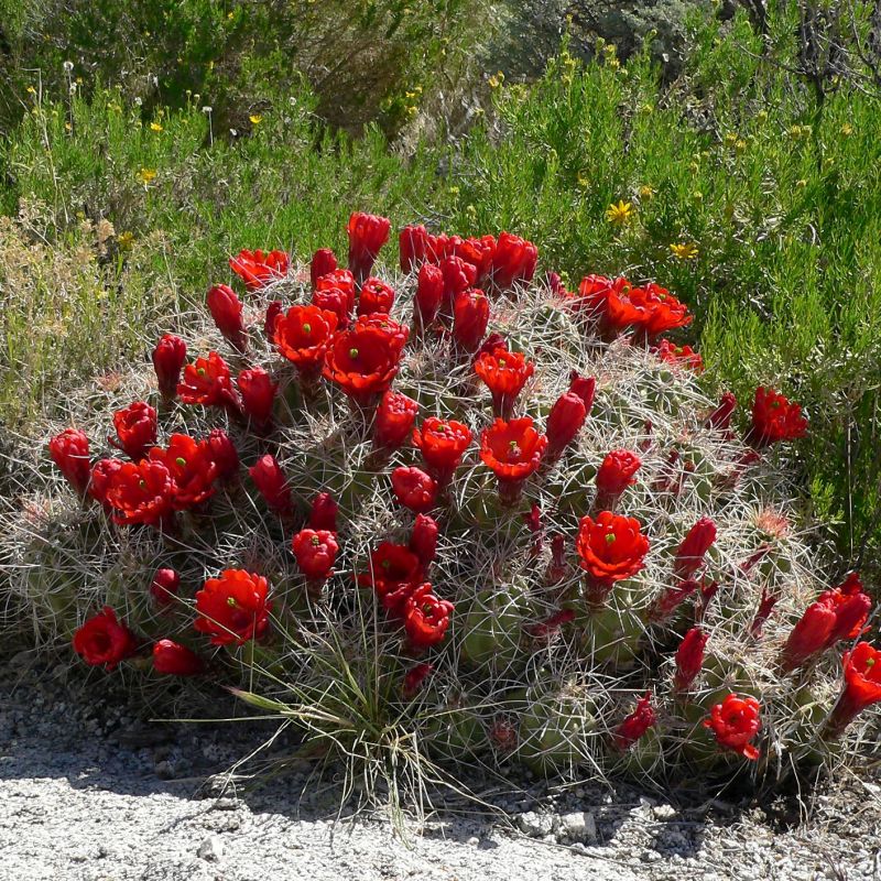 CLARET CUP HEDGEHOG CACTUS 5gal