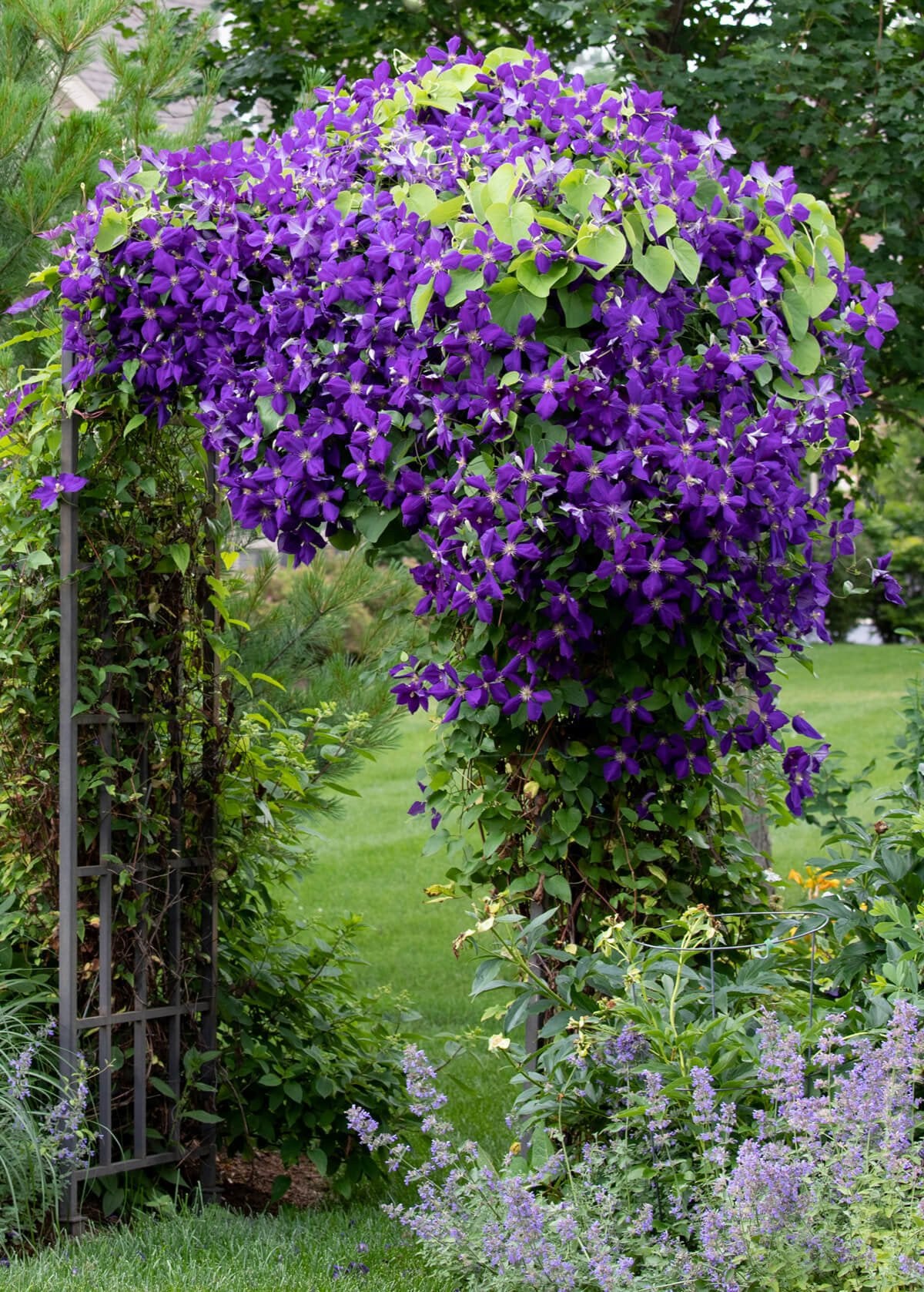 JACKMAN CLEMATIS 2gal