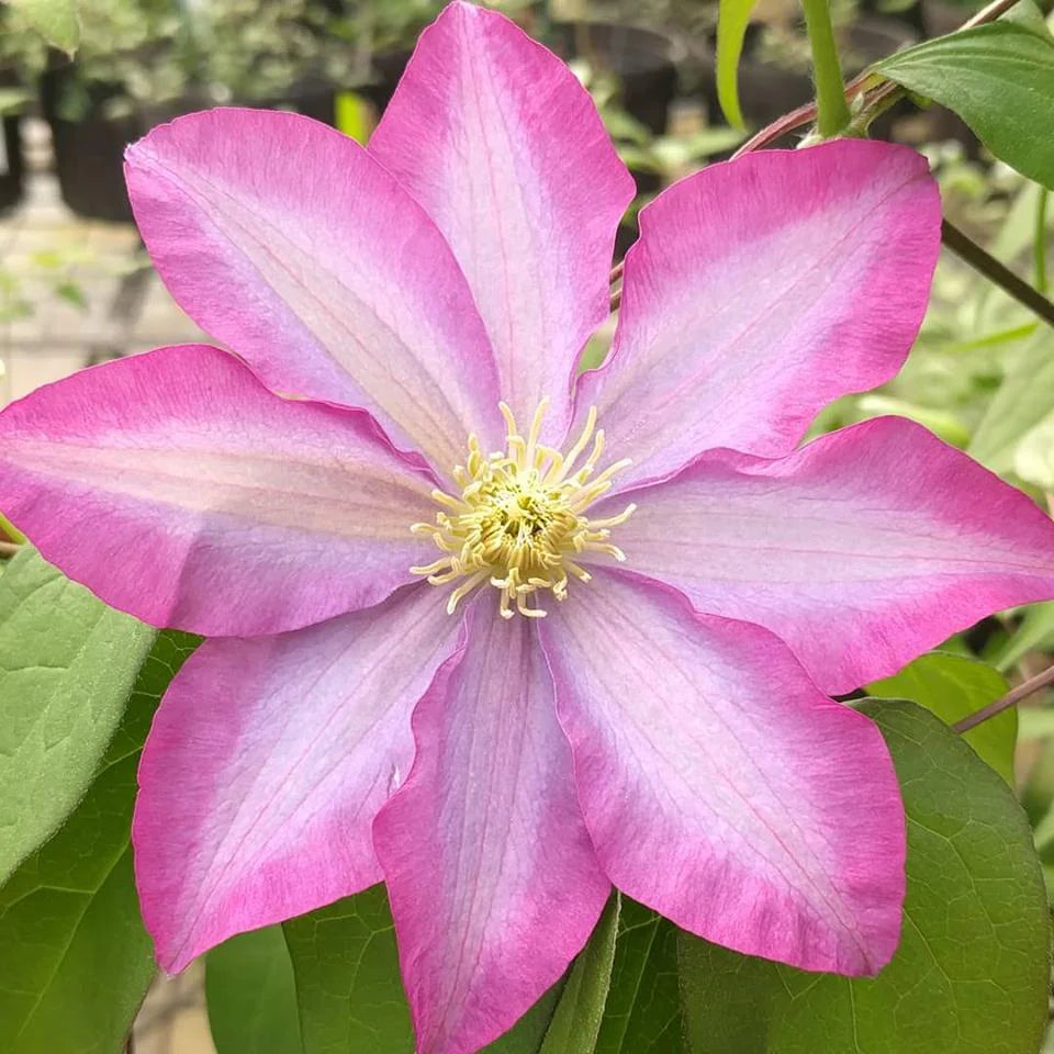 PINK CHAMPAGNE CLEMATIS 1gal