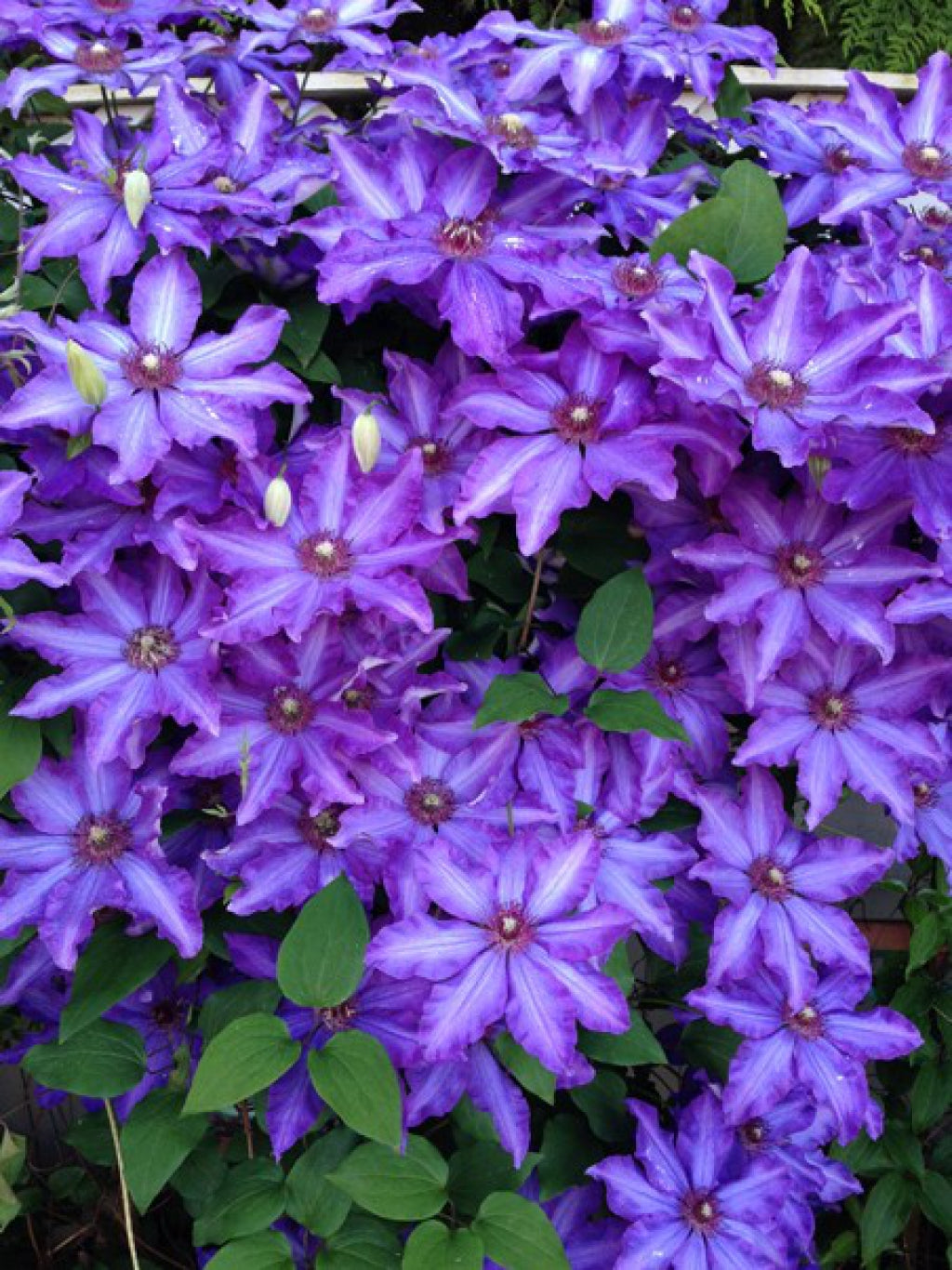 ROYAL CASCADE CLEMATIS 1gal