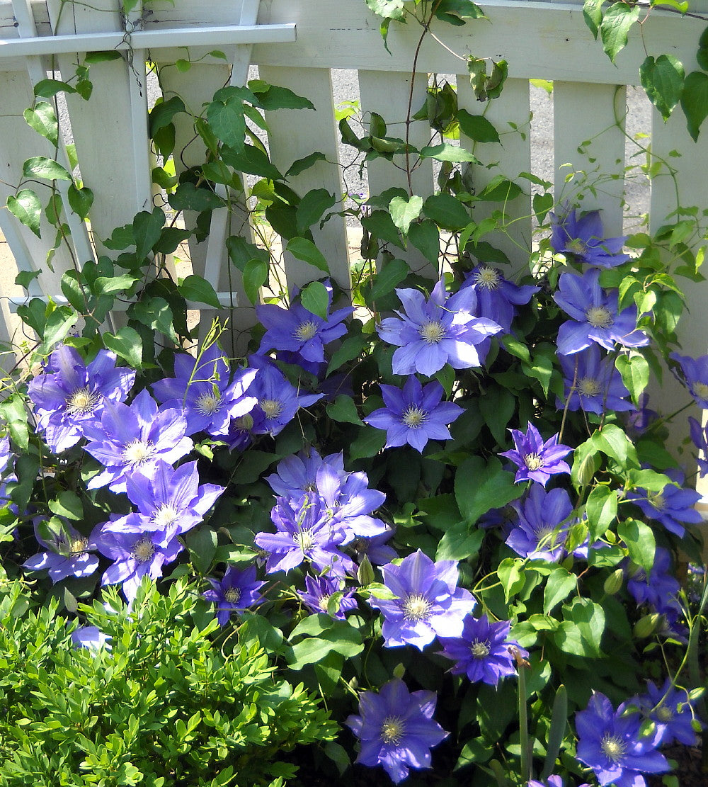 ROYAL CASCADE CLEMATIS 1gal