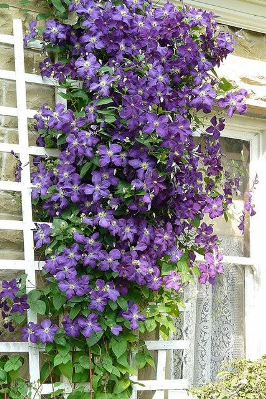 JACKMAN CLEMATIS 2gal