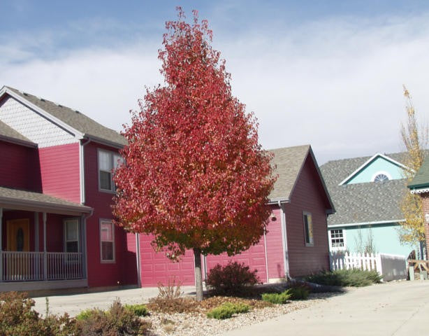 CHANTICLEER FLOWERING PEAR TREE 10gal