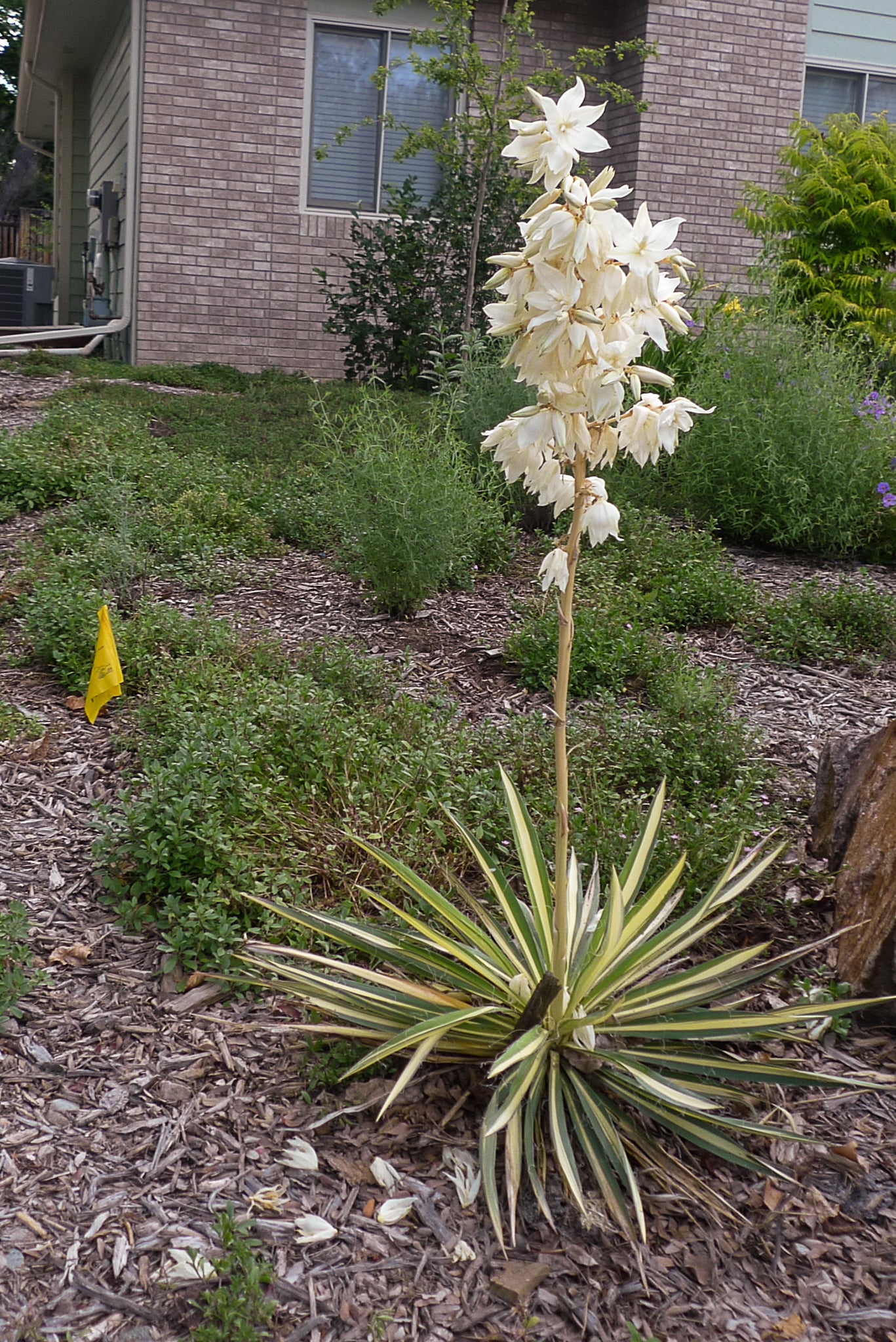 COLOR GUARD YUCCA 1gal