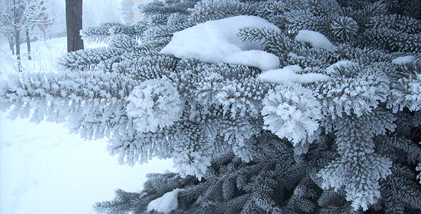 BABY BLUE SPRUCE TREE 15gal
