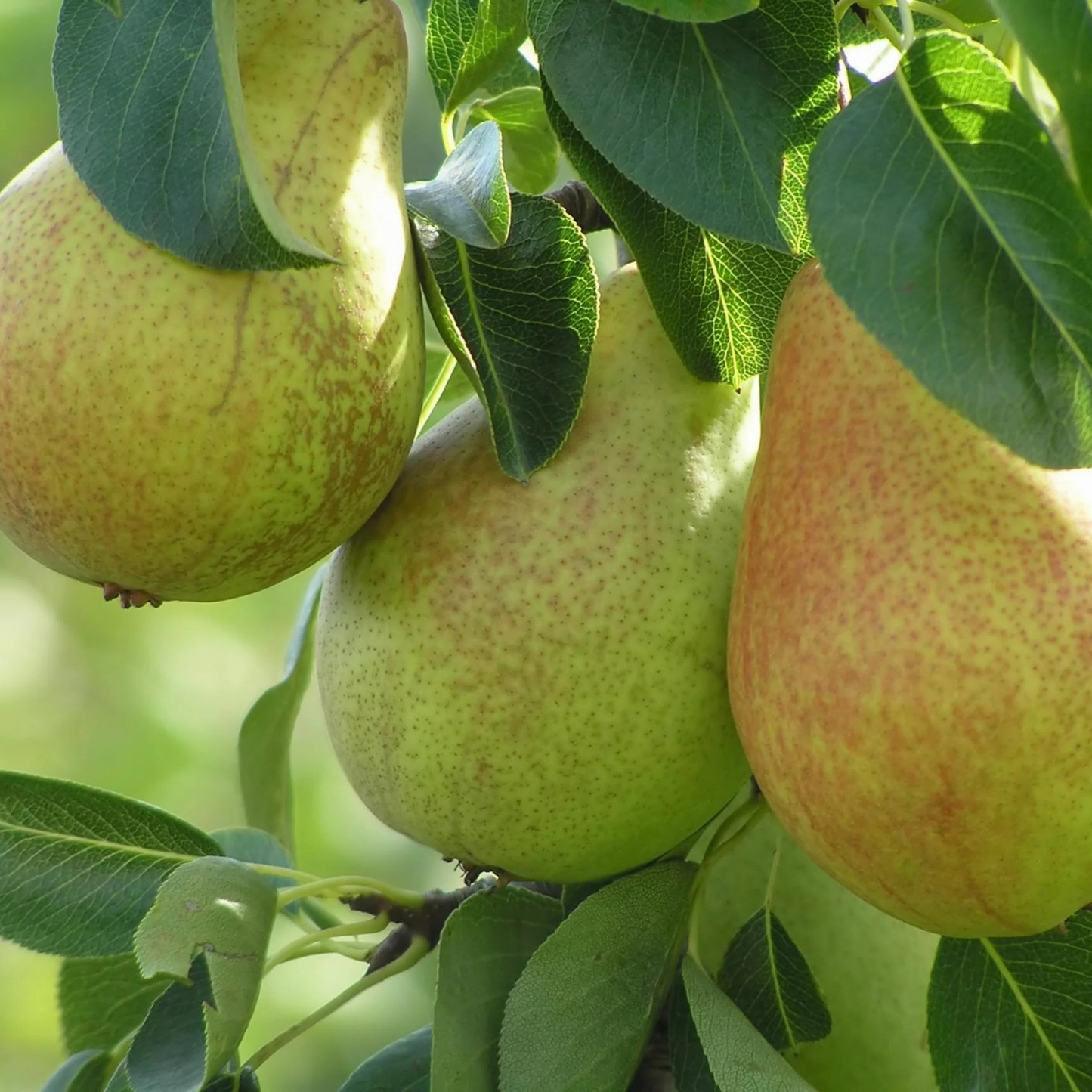 Three pears hanging on a tree branch with green leaves.