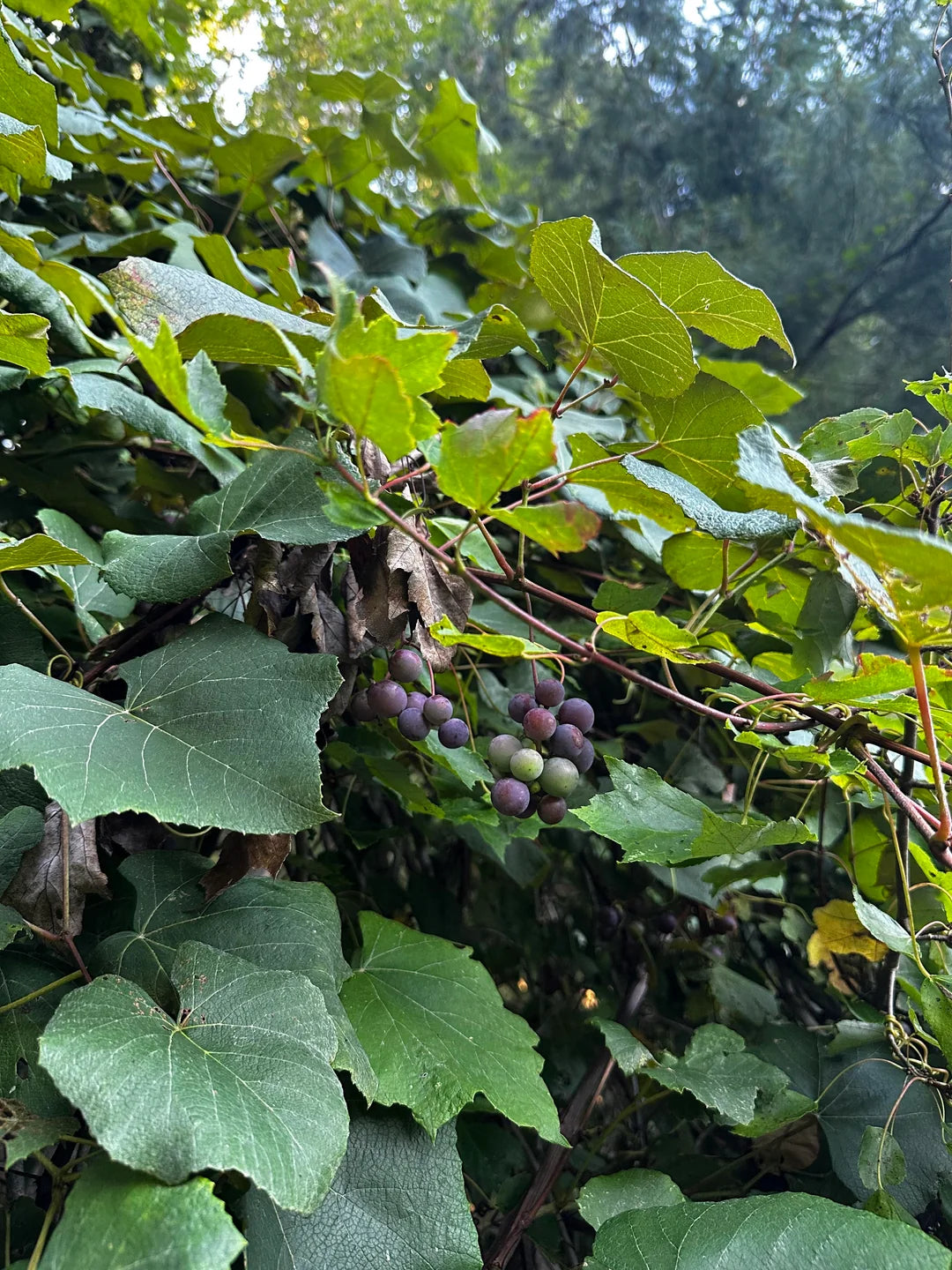 EASTERN CONCORD GRAPE 1gal