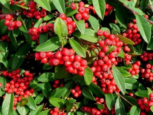 CORAL BEAUTY COTONEASTER 2gal