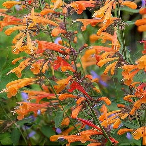CORONADO ORANGE AGASTACHE 1gal