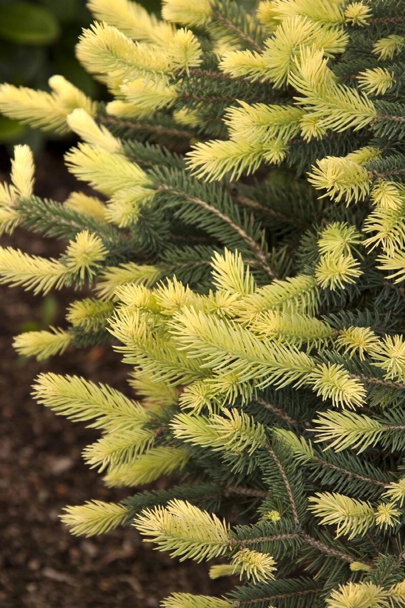 SPARKLER GOLD SPRUCE 10gal