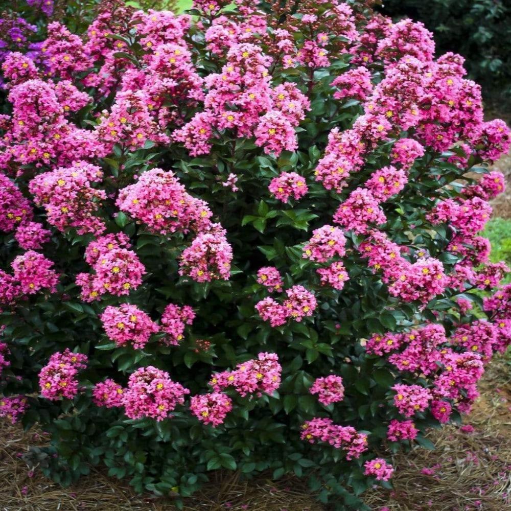 PINK SLUSH CRAPE MYRTLE 2gal