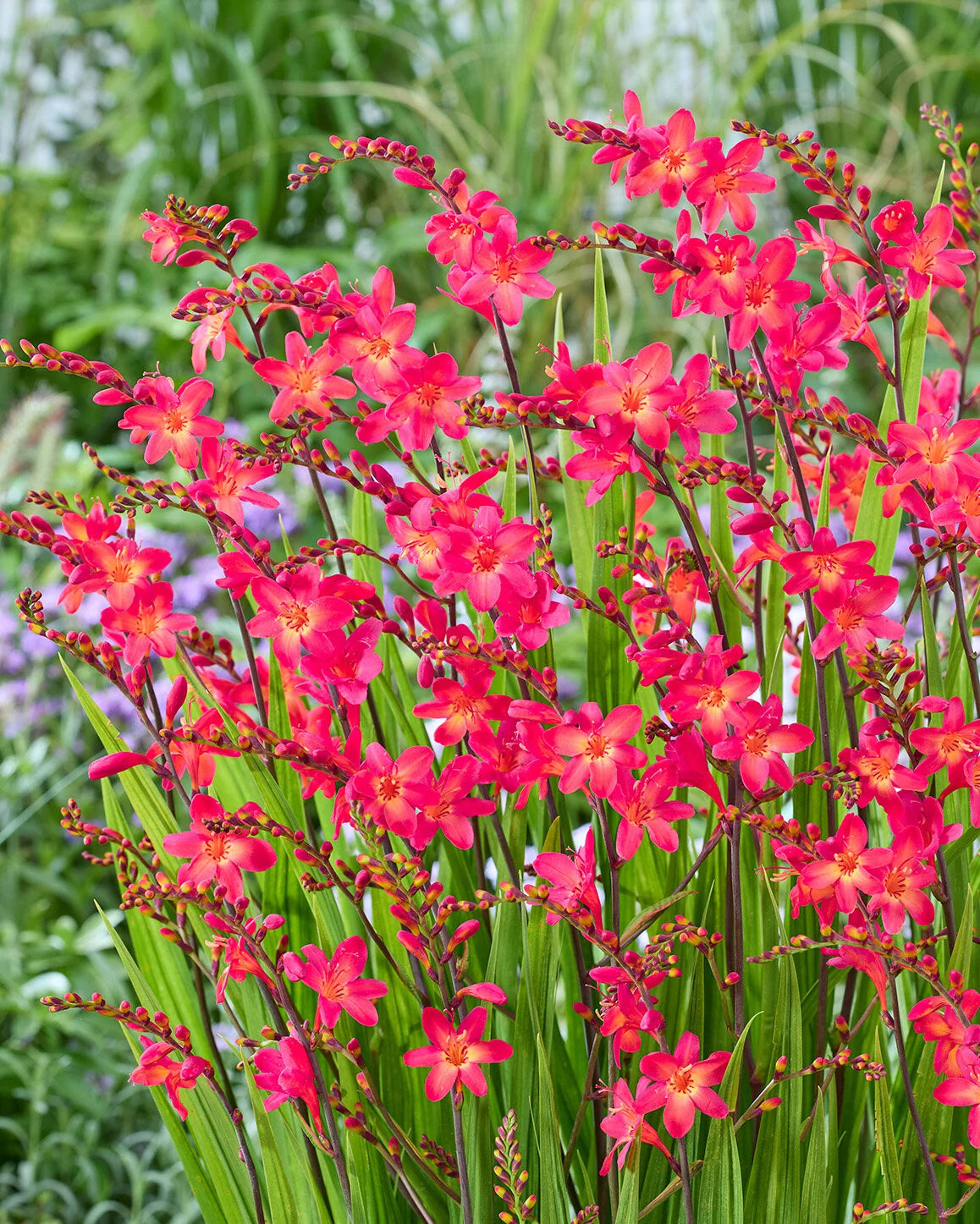 PINK-A-BOO CROCOSMIA 2gal