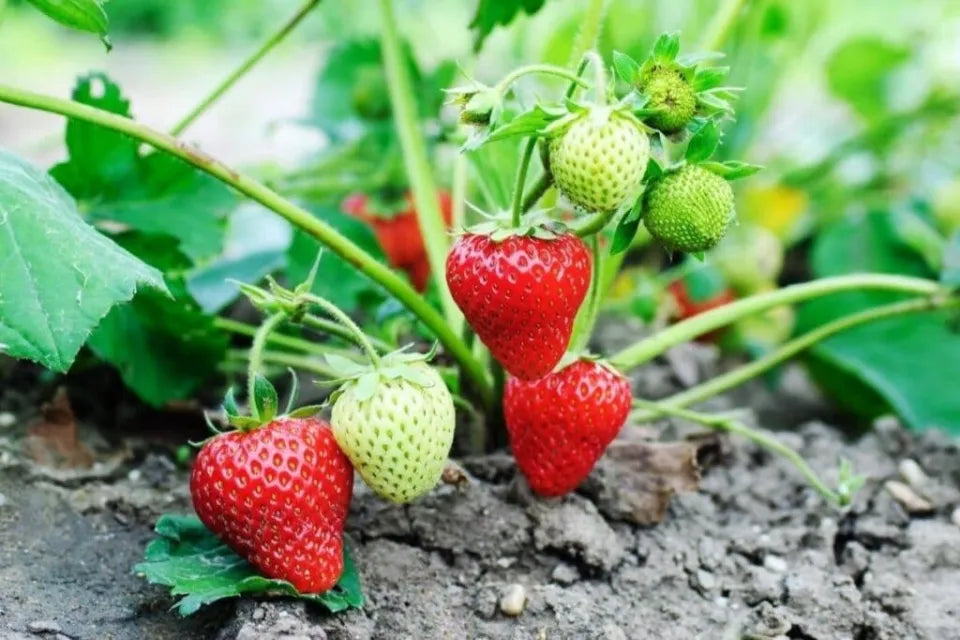 STRAWBERRY- 4in