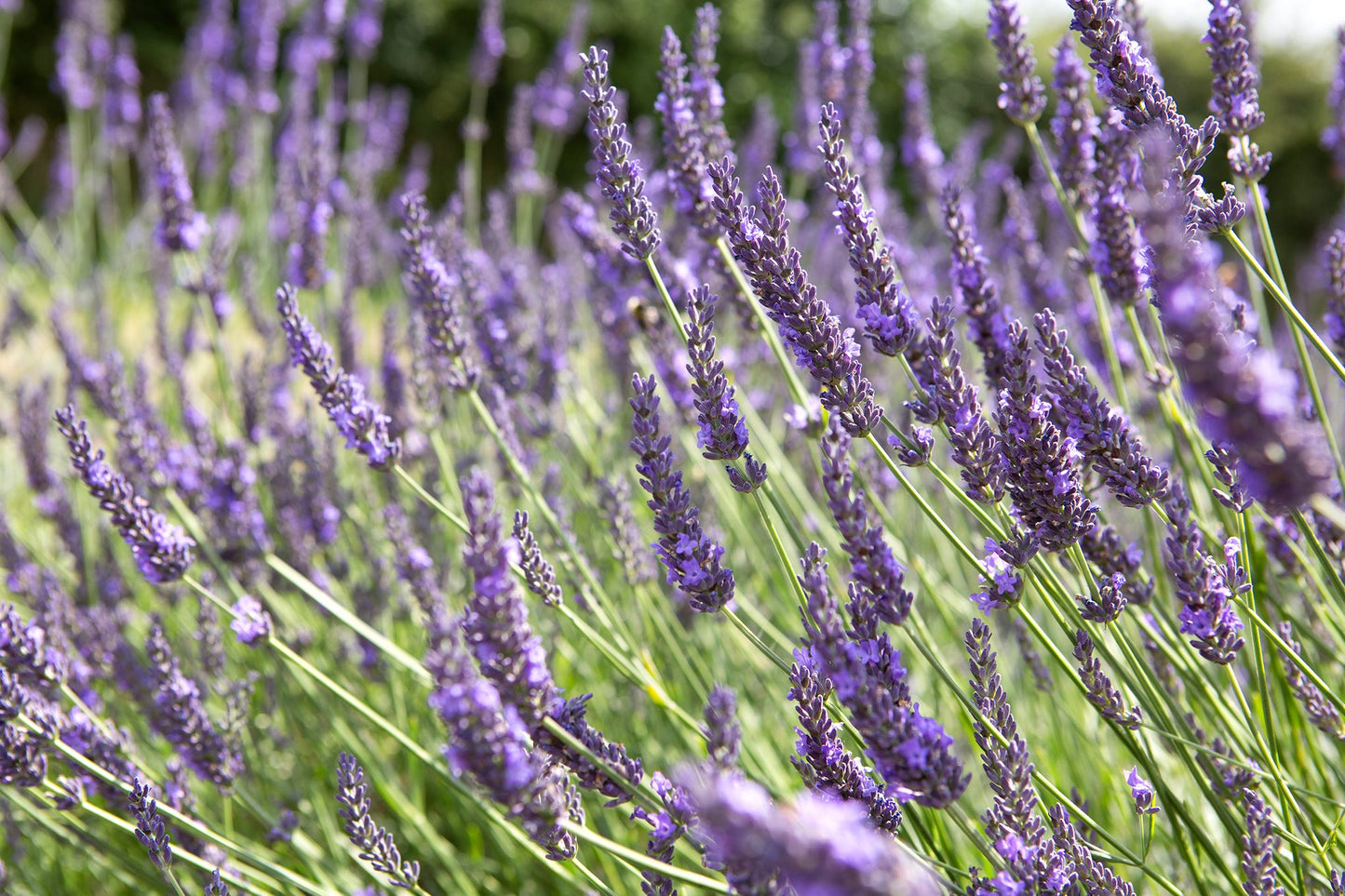 GROSSO LAVENDER 1gal